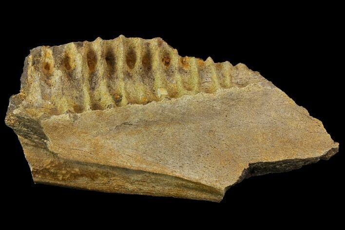 Fossil Triceratops Jaw Section With Teeth - South Dakota #143931